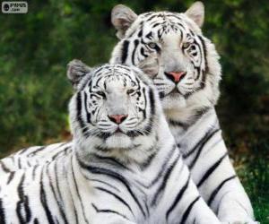 Puzzle Τίγρεις της Βεγγάλης λευκό
